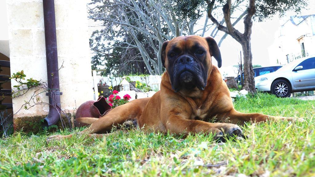Antica Masseria Carparelli Guest House ออสตูนี ภายนอก รูปภาพ