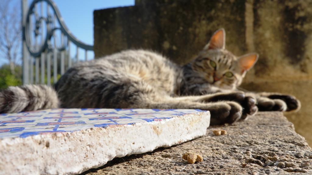 Antica Masseria Carparelli Guest House ออสตูนี ภายนอก รูปภาพ